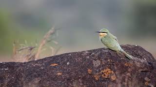 Blue Cheeked Bee Eater [upl. by Cymbre419]