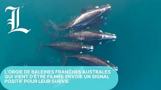 baleines franches australes qui vient dêtre filmée envoie un signal positif pour leur survie [upl. by Budworth]