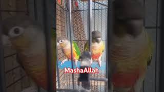 Yellowsided Conure Pair♥️ petsbysbz [upl. by Laflam252]