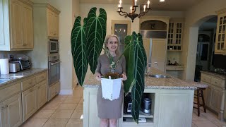 Ultimate Guide how to grow huge Anthuriums in your home including Warocqueanum  in low humidity [upl. by Felice]