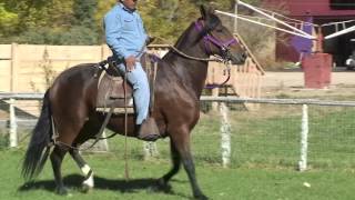 Cochiti Paso Peruano gelding Peruvian Paso [upl. by Porte]