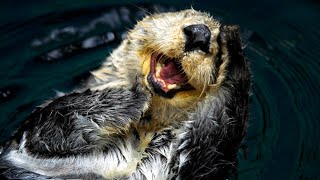 Watch  Sea Otters Have Pockets  Oceana Canada [upl. by Gentes]