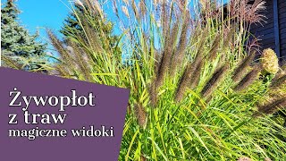 ŻYWOPŁOT Z TRAW 😇NIESAMOWITY UROK TRAW 🌾 MAGICZNE WIDOKI [upl. by Broek131]