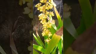 ONCIDIUM SPHACELATUM [upl. by Adigun745]