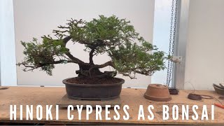 Hinoki Cypress As Bonsai [upl. by Bish101]