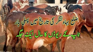 Shah muhmmad Top Class Cows Collection All best Rewad in cholistan Cows mandi at Shah muhmmad farm [upl. by Ramyar]