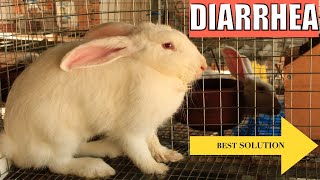 “WE SAVED OUR RABBIT FROM DIARRHOEA” Best practice farming africa india rabbit ghana [upl. by Trillby]