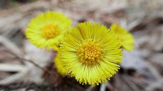 Coltsfoot Medicine Food Tea amp Salt coltsfoot foraging botany [upl. by Evod]