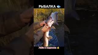 RIBALKA Рыбалка 1million рибалка шука риба ribalka news [upl. by Illom]