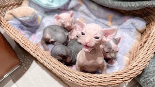 Wow So Sphynx Cat  The best pet at your home [upl. by Nnaeiram]