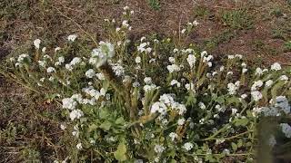 Heliotropium europaeum European heliotrope and European turnsole [upl. by Banks]