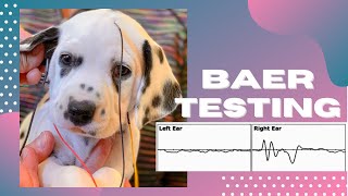 BAER hearing TESTING for dogs [upl. by Albie]