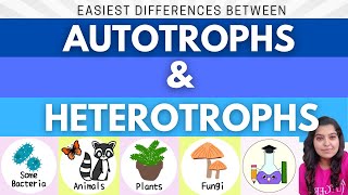 Easiest Difference between Autotrophs and Heterotrophs  What is Autotroph and Heterotroph [upl. by Ahsrat664]