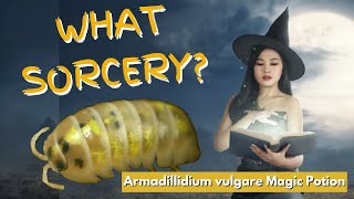 Armadillidium vulgare Magic Potion Isopod  Its Like Magic [upl. by Ahsasal]