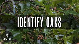 How To Identify Oak Trees [upl. by Francesca]