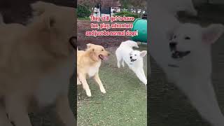 Service dogs get to be normal dogs too servicedogs servicedog dogs dog goviral viral cute [upl. by Gerald]