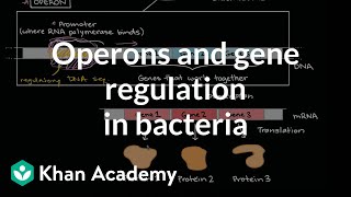 Operons and gene regulation in bacteria [upl. by Hui]