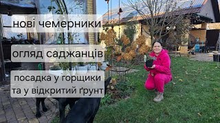 Чемерники hellebore Нові рослини Посадка у горщики та відкритий ґрунт 16112024 [upl. by Fayola]