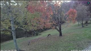 LIVE Deer Cam Virginia [upl. by Ambur]