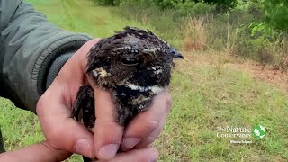 Eastern Whippoorwill  Open Wide [upl. by Attenwahs]