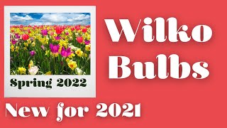 New Alliums amp Daffodil Bulbs for 2021 from Wilko [upl. by Nevlin]