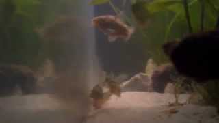 different types of corydoras shoaling together [upl. by Inaluahek991]