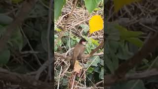 Red whiskered bulbul pycnonotus jocosusor crested bulbul [upl. by Gelhar]