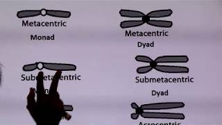 Inter  Chapter 6  Part 3  Metacentric Submetacentric Acrocentric Telocentric chromosomes [upl. by Hancock]