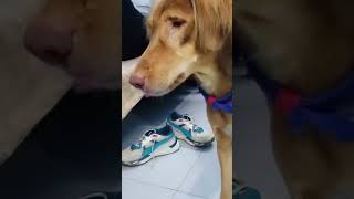 Diamond eating cotton candy 💗🤗 viral animallover srvlogs [upl. by Ezalb509]