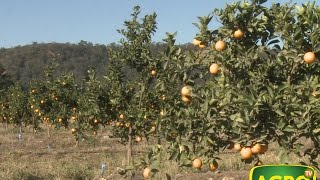 Producción de cítricos jugos y esencias en Jujuy 575 20140809 [upl. by Leynad]