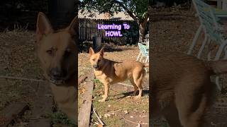 German Shepherd Surprised By Puppy HOWLING puppy germanshepherd gsd howling rescuedog [upl. by Caputo]