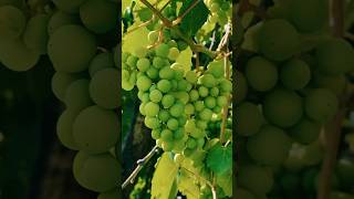 Grapes fruits shorts nature fruit farming trending [upl. by Greenland]