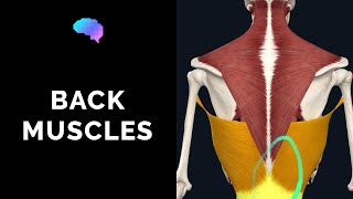 Muscles of the Back 3D Anatomy Tutorial  UKMLA  CPSA [upl. by Kado]