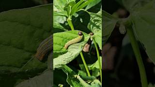 Bean leafroller Longtailed Skipper Urbanus proteus Larva [upl. by Nuajed566]