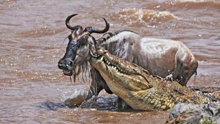 Wildebeests Treacherous Mara River Crossing and the Terrifying Crocodile Assault [upl. by Anyak]