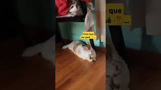 Ay Conejitoo  Sobando sus patitas conejos bunny video [upl. by Zizaludba]