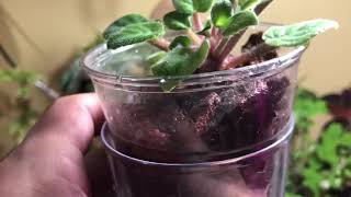 HowTo  Transferring African Violets To SemiHydro [upl. by Tnecniv]