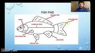 Biology Chapter 191  Bony Fish [upl. by Ydissac]