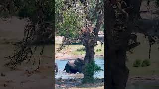 Elephants Trumpeting elephant africanwildlife [upl. by Enilra]