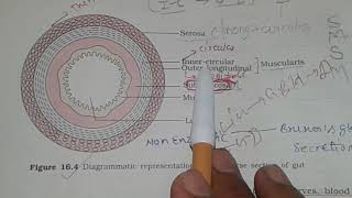 DIGESTIVE GLANDS TRANSVERSE SECTION OF GUT For NEET [upl. by Linea784]