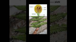 Overview of pteridophytes  dryopteris  interesting facts fern sorus sporophyl [upl. by Olethea]