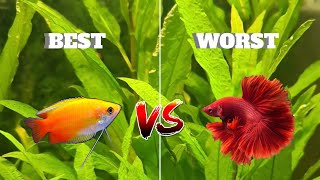 5 best centrepiece fish for small aquariums and 3 worst [upl. by Irrok628]