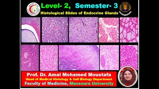 Practical for OSPE Pituitary Thyroid parathyroid amp Suprarenal glands Islets of langerhance [upl. by Zachar]