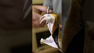 🐍सबसे लंबे दांतों वाला सांप 😨 Gaboon Viper Snake  By Wild Adventures [upl. by Cyril]