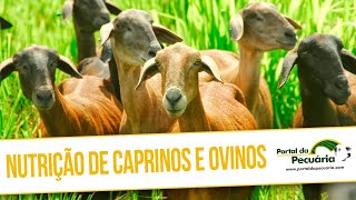 Nutrição de caprinos e ovinos [upl. by Sterner]