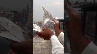 SHOOTER👑❤️ KASNI KABOOTAR PAKDA 😮🦅 viral kabootar shorts trending [upl. by Ahsinod997]