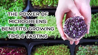 The Power of Microgreens Benefits Growing Tips amp Tasting [upl. by Haisej552]