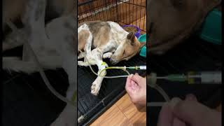 Oxytetreacycline vein injection for treatment infectious dog [upl. by Nairadal]