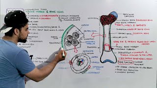 Bone tissue Structure Composition and Functions  Bone anatomy and Physiology [upl. by Madanhoj94]