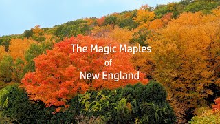 The Magic Maples of New England [upl. by Veronike59]